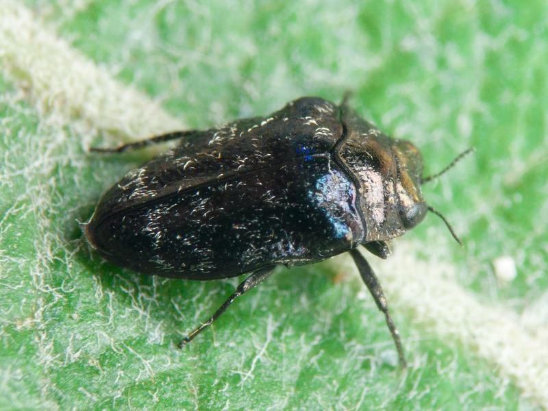 Trachys minutus minutus (Linnaeus, 1758)
